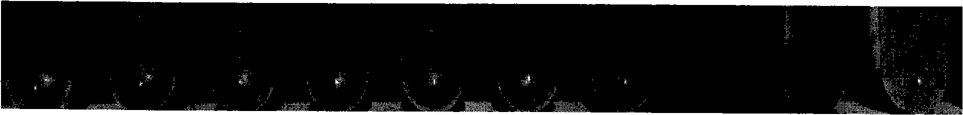 Rearranged bacterial virus E gene, perforating plasmid vector containing the same and use thereof