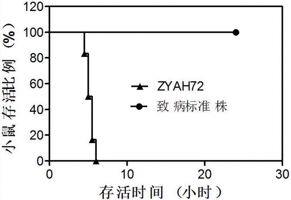 A kind of highly pathogenic Aeromonas hydrophila and its application