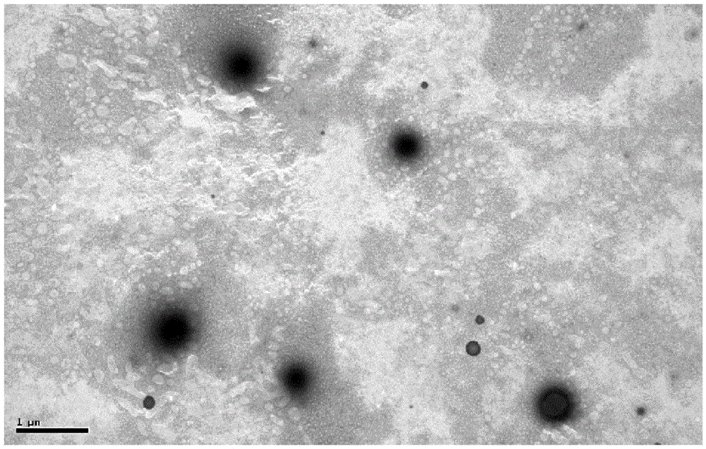 Method for preparing carboxymethyl konjac glucomannan nano drug carrying microspheres