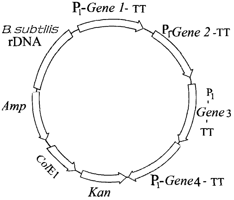 Production of recombinant mixed isoamylases, alpha amylases and glucoamylases