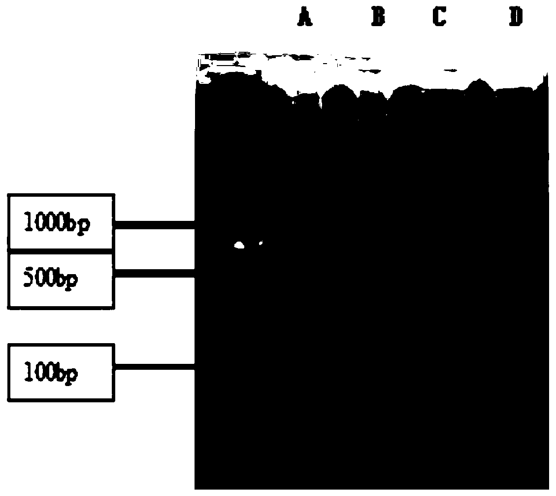 Small molecule polydeoxyribonucleotide and preparation and application thereof