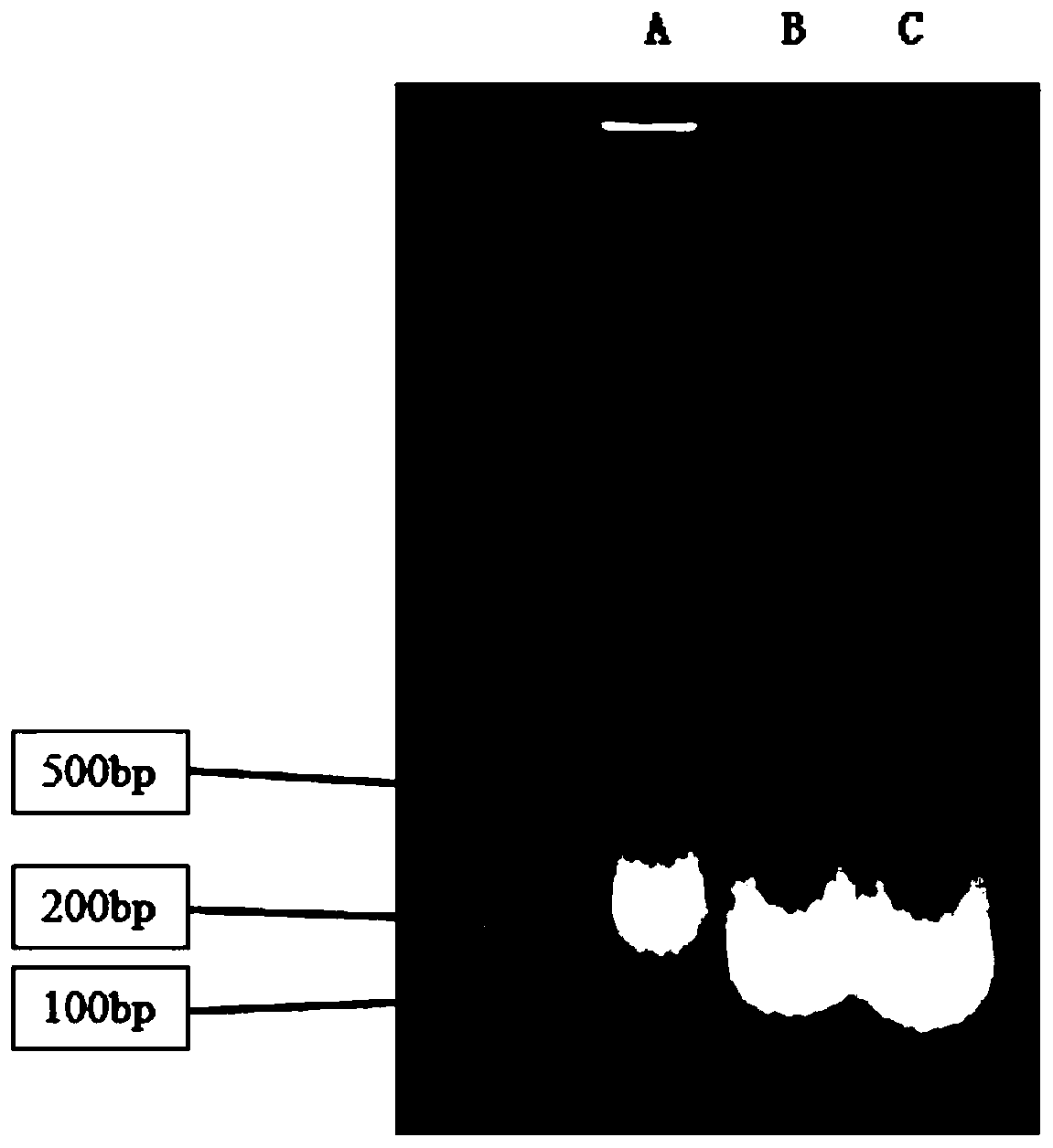 Small molecule polydeoxyribonucleotide and preparation and application thereof