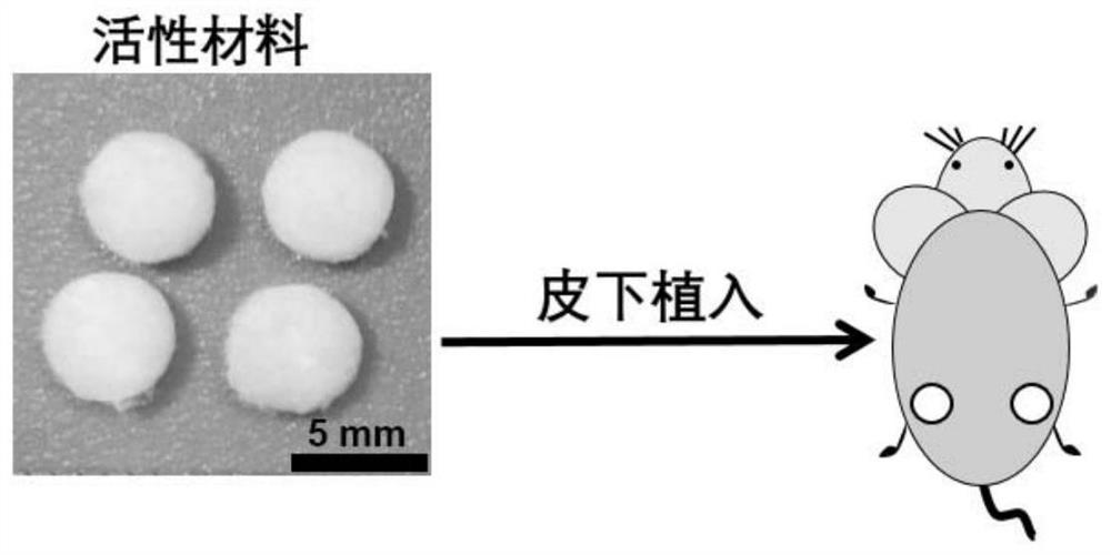 Bionic construction method of periosteum-like tissue