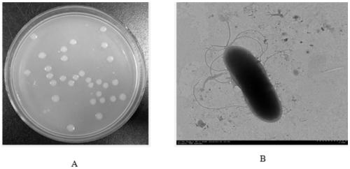 Growth promoting rhizobacteria PHE-2 with PAHs degradation capability and application thereof