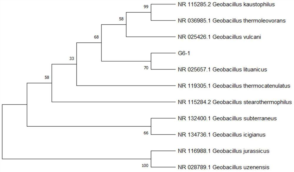 Microbial strain for high-temperature aerobic composting of biogas residues and application of microbial strain