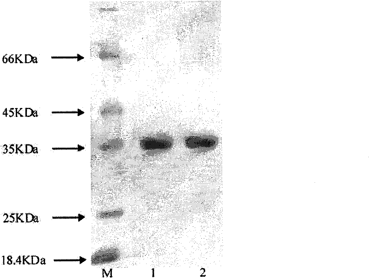 High temperature lipase, preparation for mutants thereof and application thereof