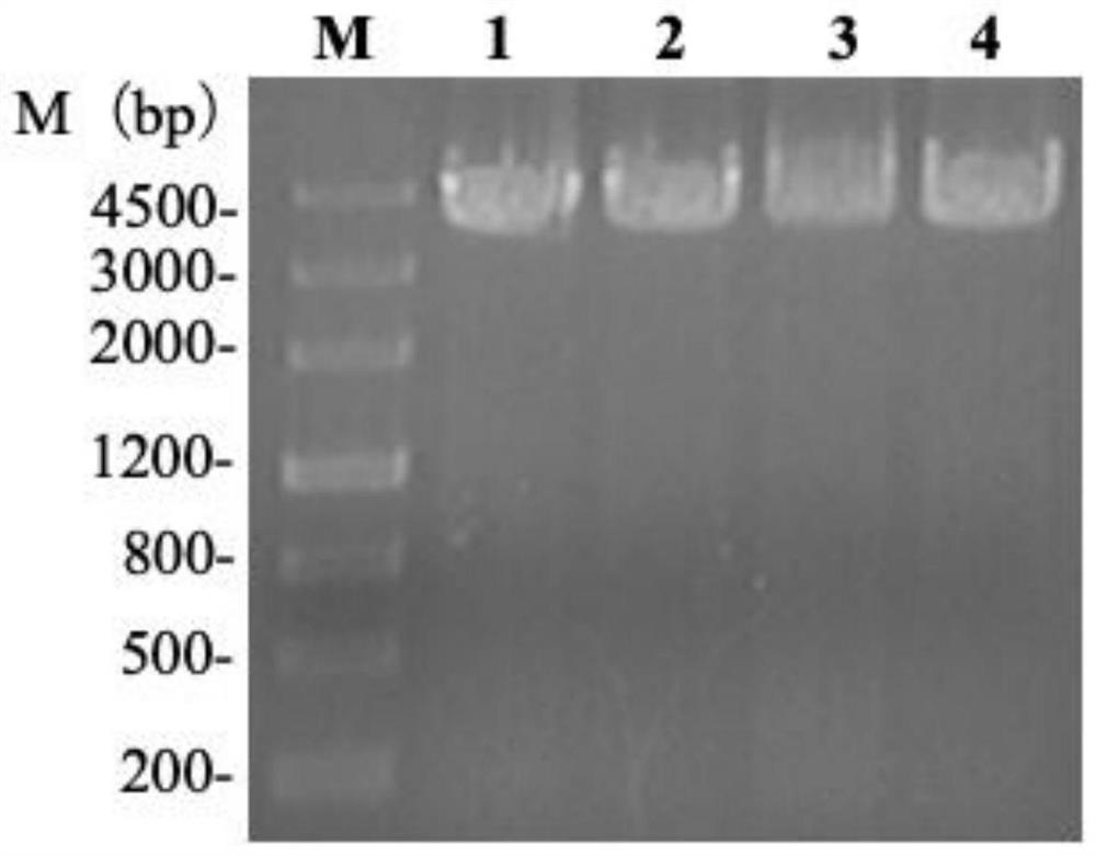 Preparation and application of enhanced serum avian adenovirus type 4 subunit vaccine