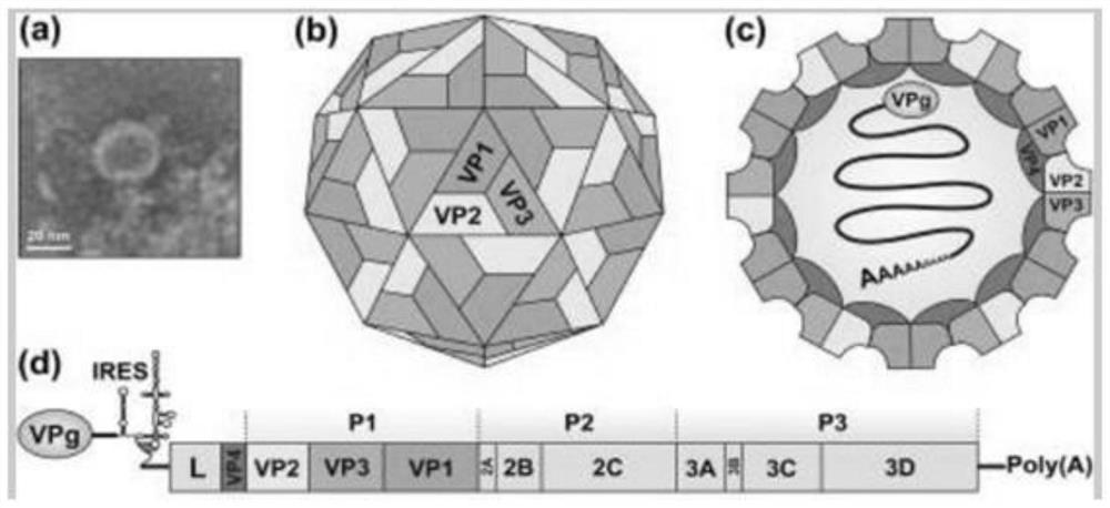 Kit for detecting Seneca virus A antibody