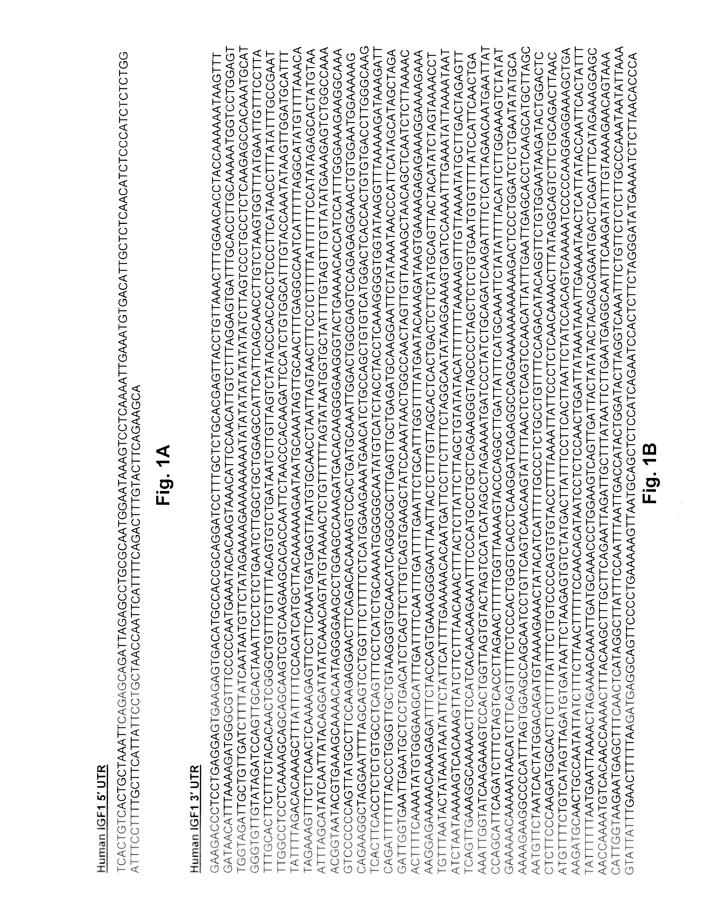 Methods of screening for compounds for treating muscular dystrophy using mIGF1 mRNA translation regulation