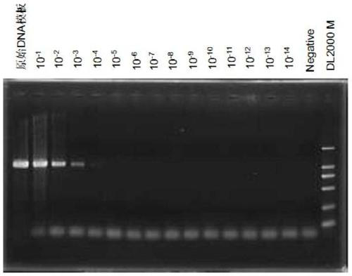 Specific primer for amplifying Cytb gene of culicidae insects and method of using specific primer for sequencing