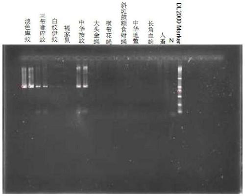 Specific primer for amplifying Cytb gene of culicidae insects and method of using specific primer for sequencing