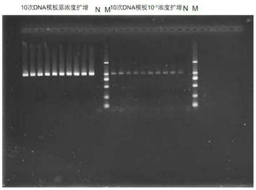 Specific primer for amplifying Cytb gene of culicidae insects and method of using specific primer for sequencing