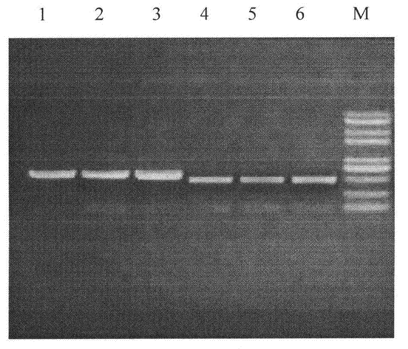 Kit for distinguishing and diagnosing capripox field virus infection, preparation and detection method thereof