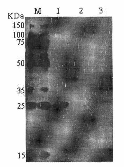 Method for producing periplaneta americana allergen protein Per a 5 in baculovirus-insect expression system