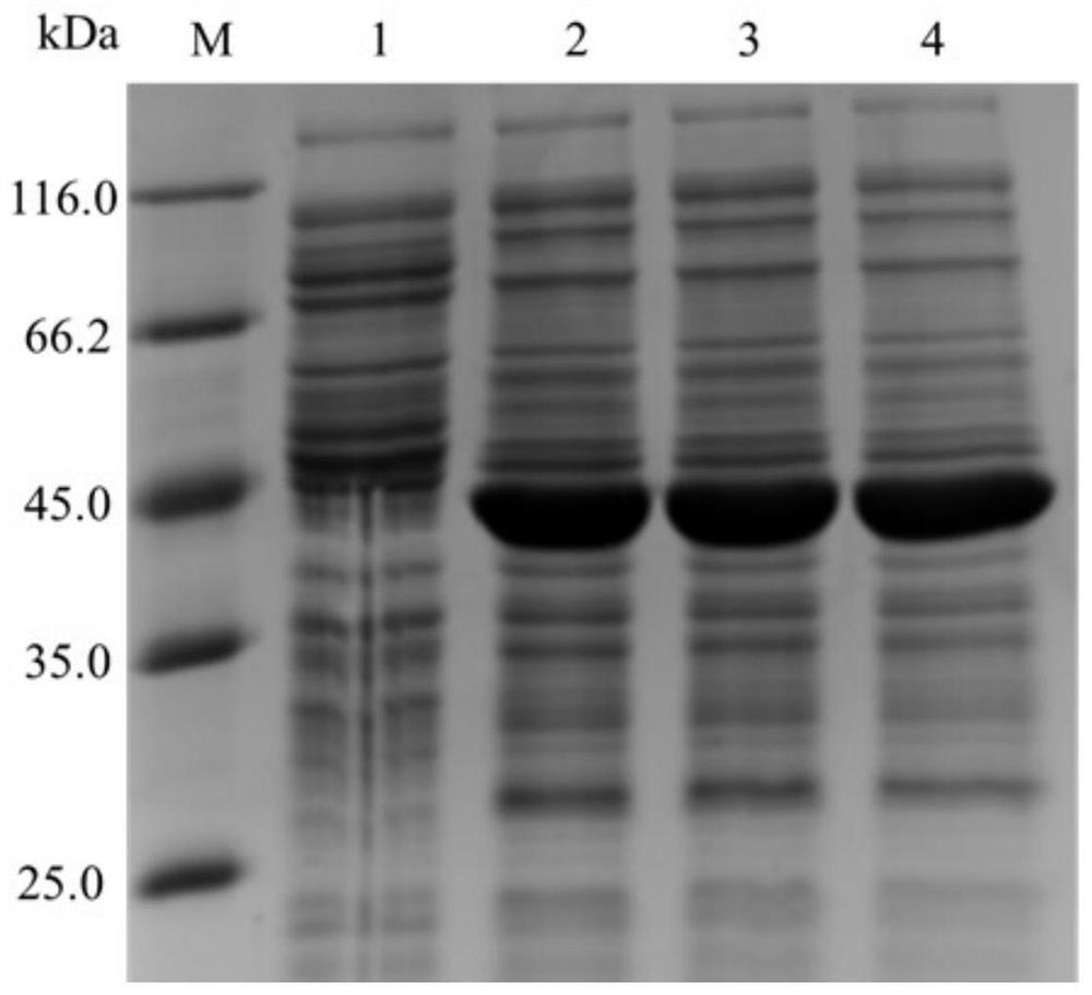 Mutant of CE (cellobiose 2-epimerase) and application of mutant