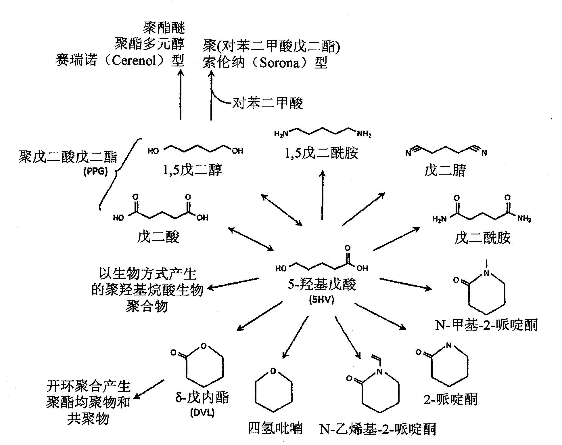 Green process and compositions for producing poly(5HV) and 5 carbon chemicals