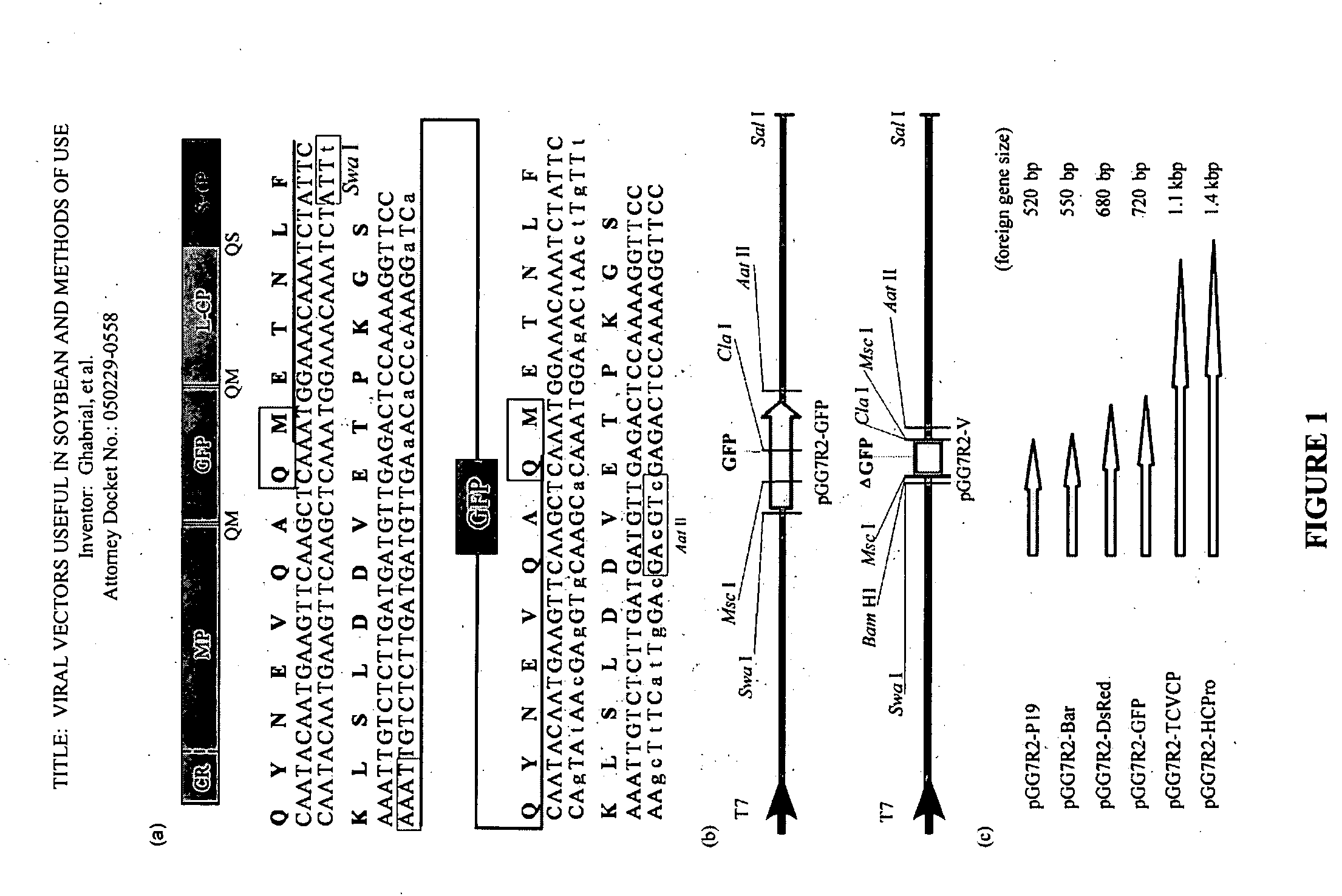 Viral vectors useful in soybean and methods of use