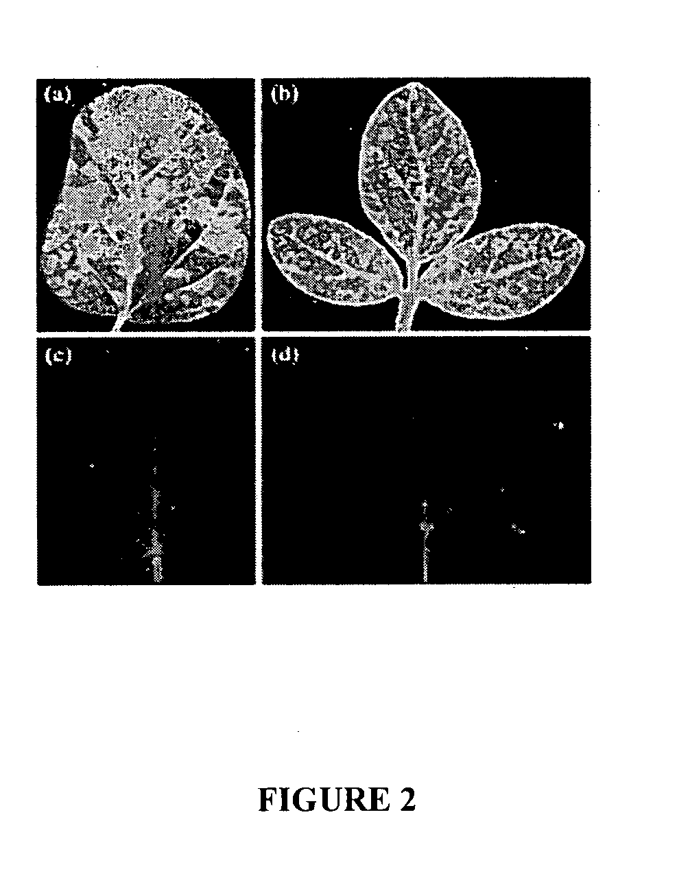 Viral vectors useful in soybean and methods of use