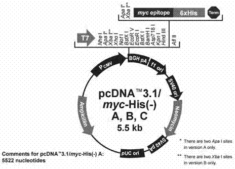 Fusion gene betaTrCP-CypA with HIV-1 inhibition effect and construction method thereof