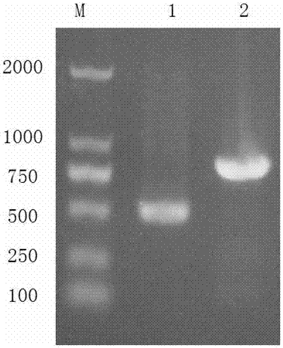 Fusion gene betaTrCP-CypA with HIV-1 inhibition effect and construction method thereof