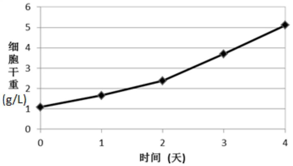 A yellow silk algae and its cultivation and application