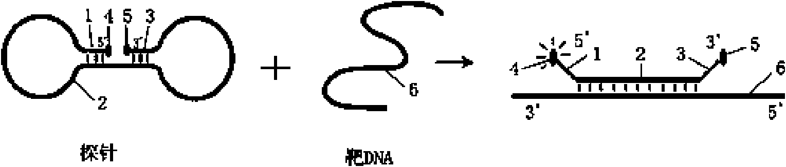 Probe for real-time detection of nucleic acid