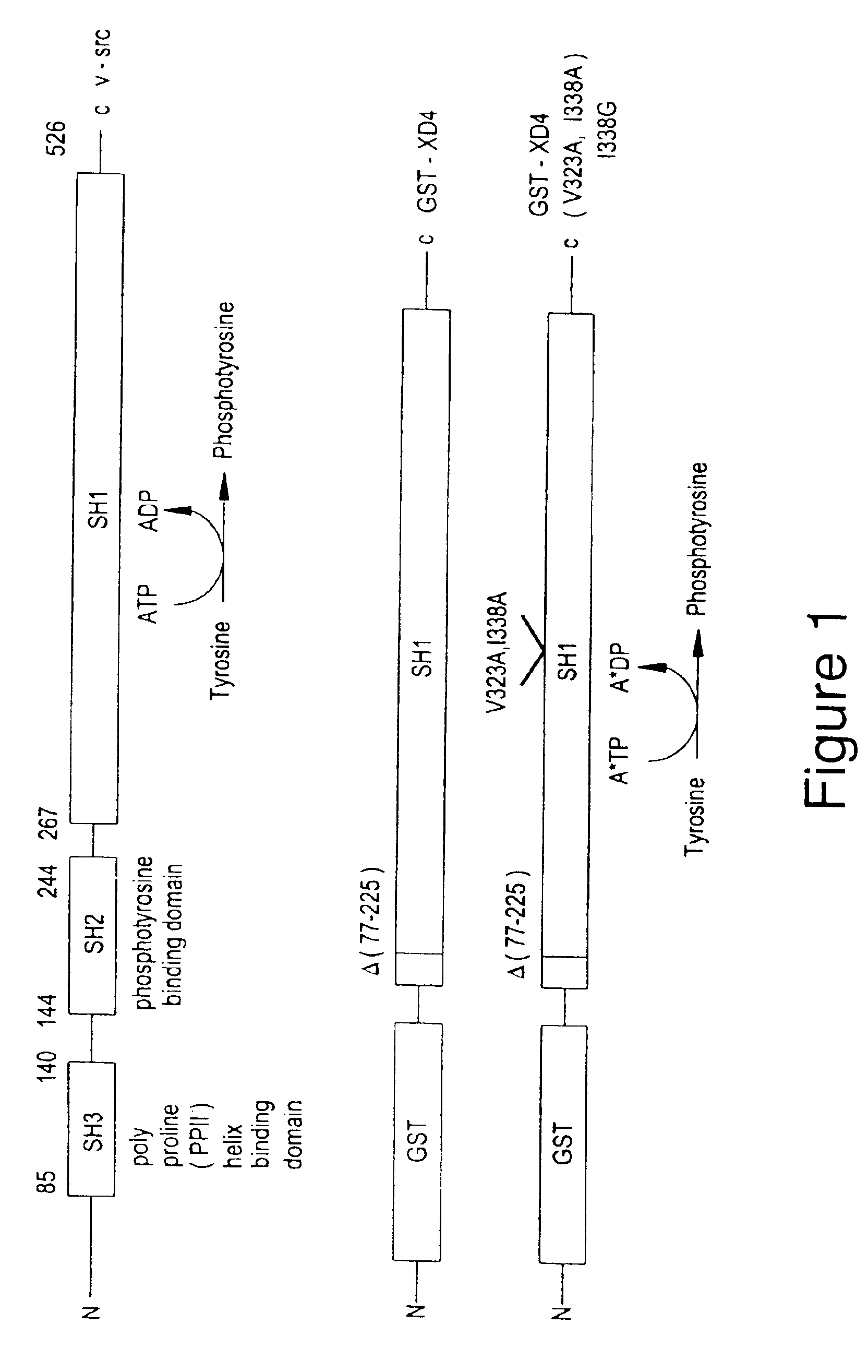 Engineered protein kinases which can utilize modified nucleotide triphosphate substrates