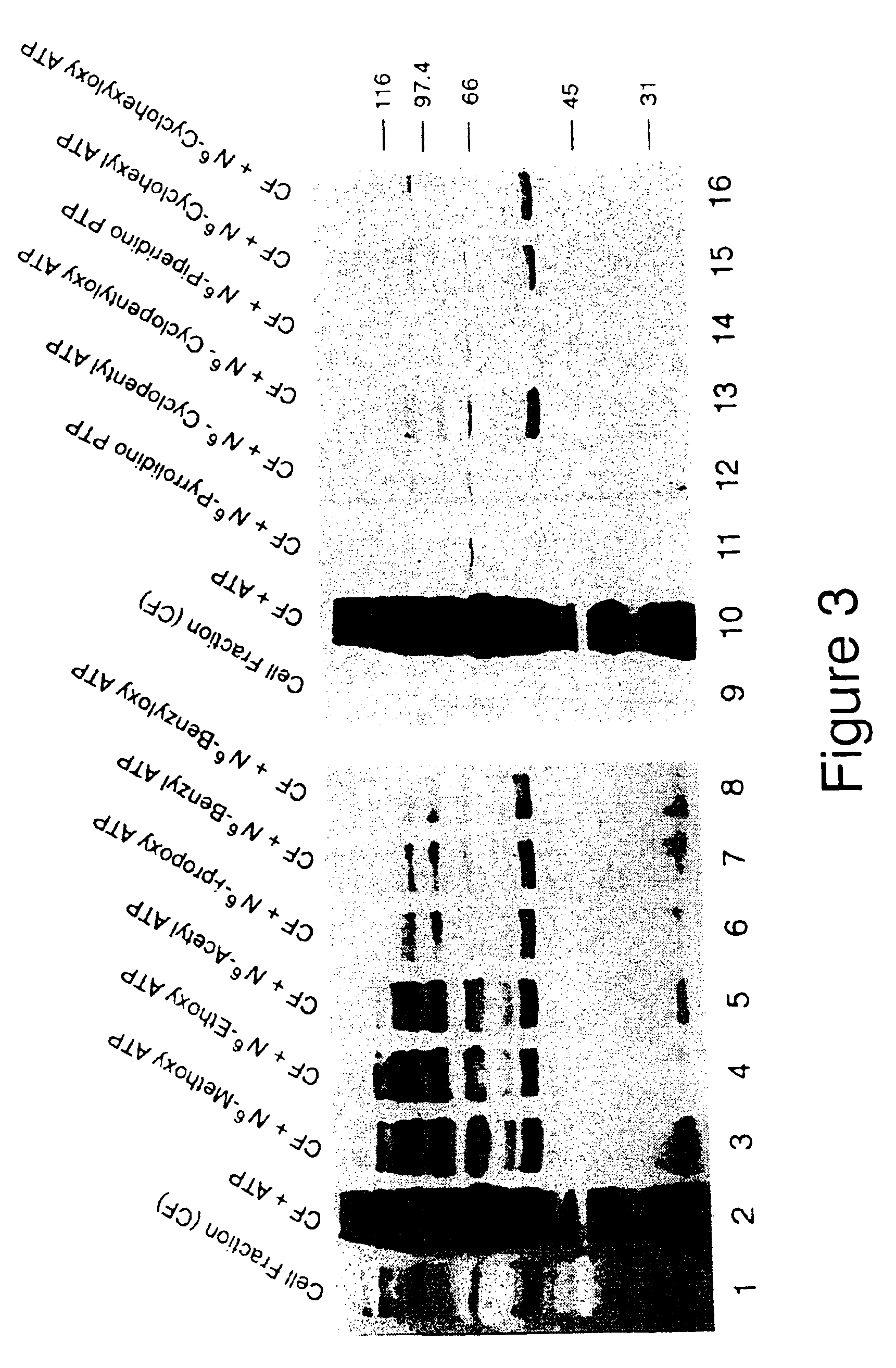 Engineered protein kinases which can utilize modified nucleotide triphosphate substrates