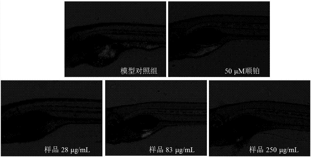 Shell-broken ganoderma spore powder and particle combination and preparation method thereof