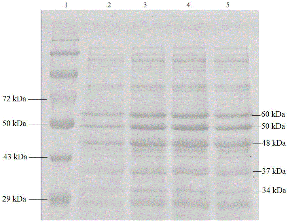 Staphylococcus aureus mutant strain, and preparation method and applications thereof