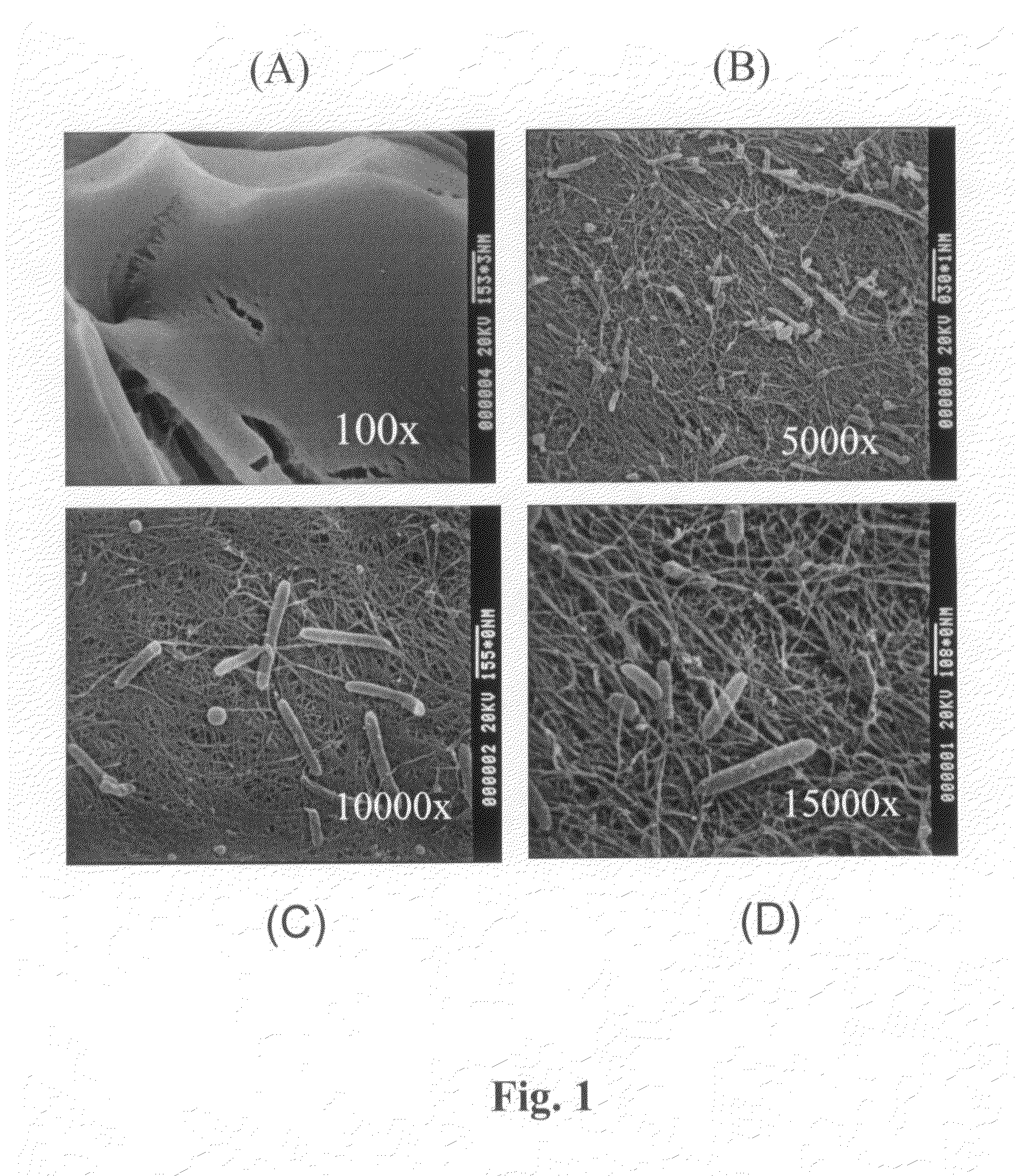 Bacterial cellulose film and carbon nanotubes-like thin film structures developed from bacterial cellulose