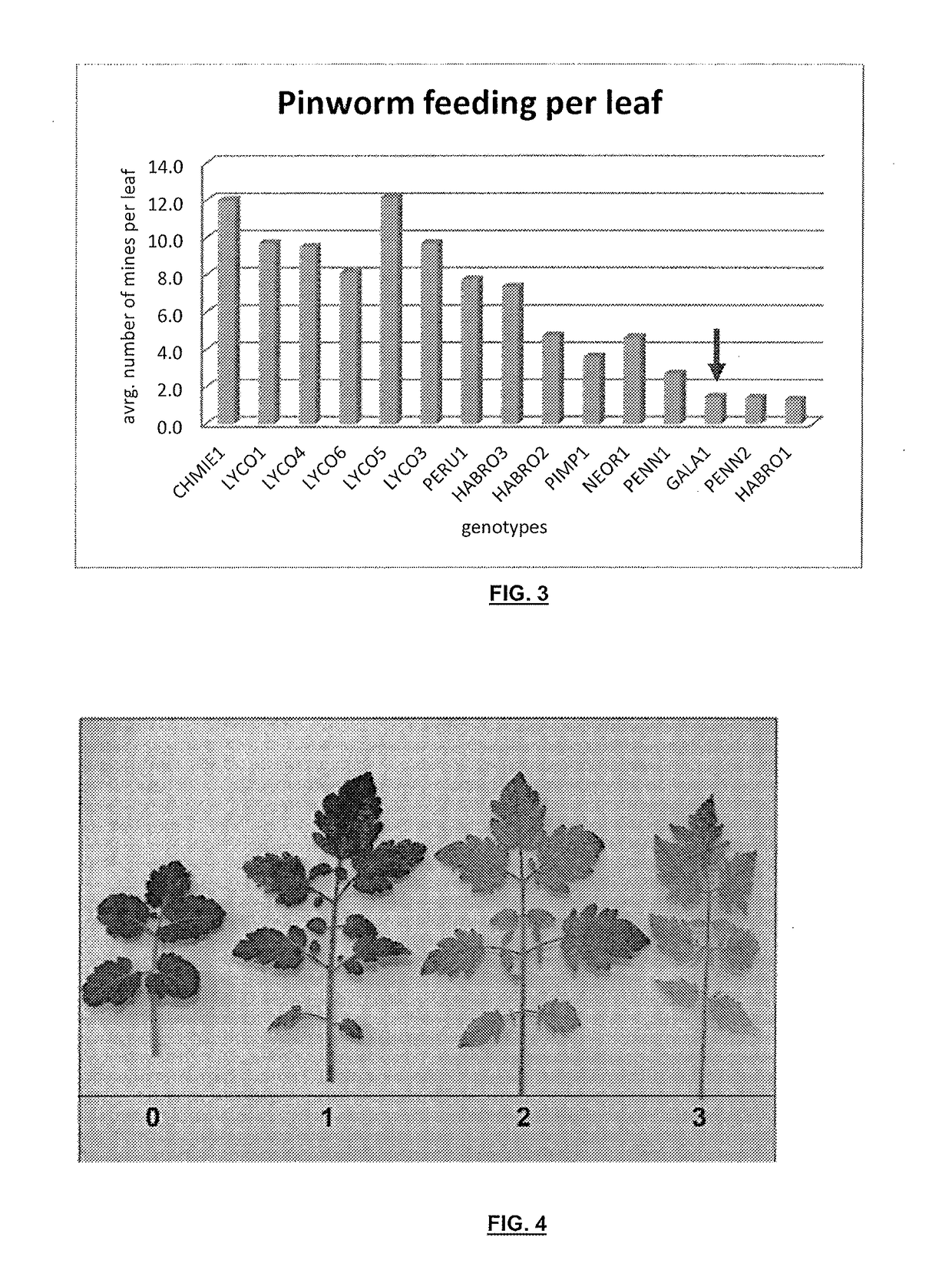 Resistance to arthropod pest in tomatoes