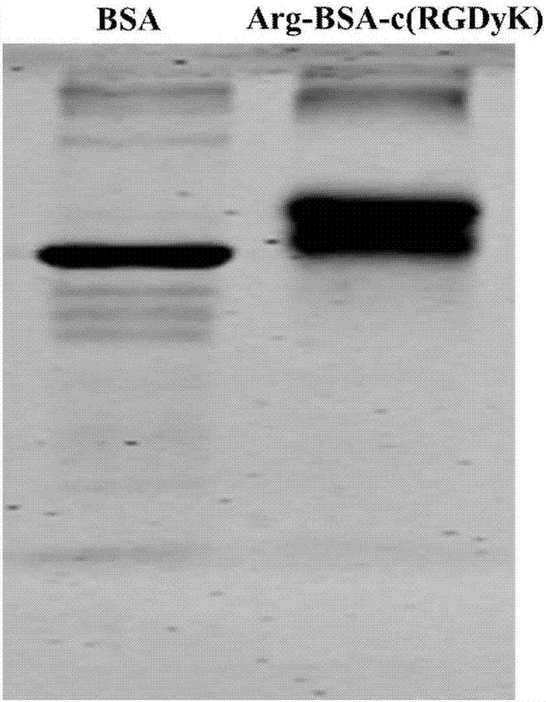 siRNA echovirus delivery system with shell-core structure and application of system