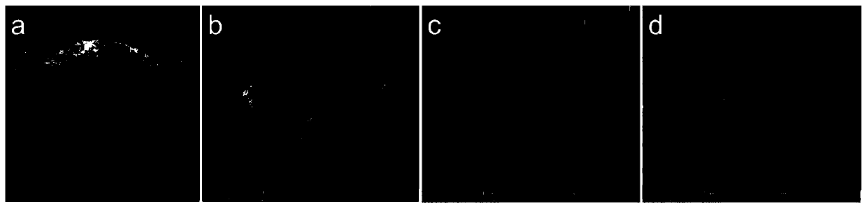 Synthetic polymer and natural extracellular matrix composite material, artificial blood vessel and preparation method thereof