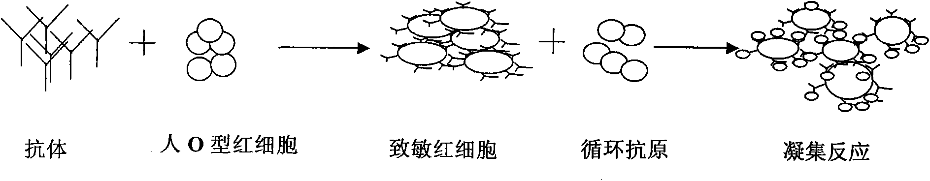 Kit for detecting circulating antigen indirect hemagglutination of schistosomiasis and manufacturing method thereof