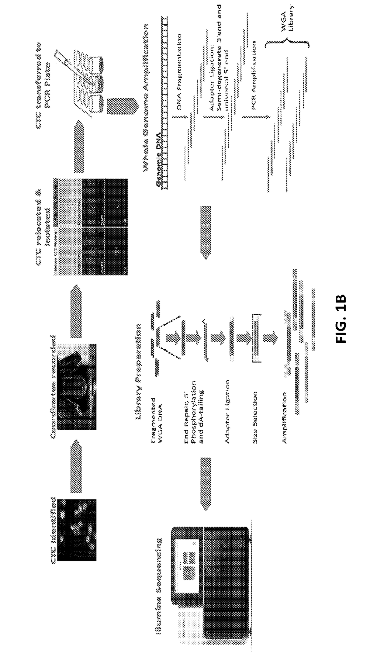 Single cell genomic profiling of circulating tumor cells (CTCS) in metastatic disease to characterize disease heterogeneity