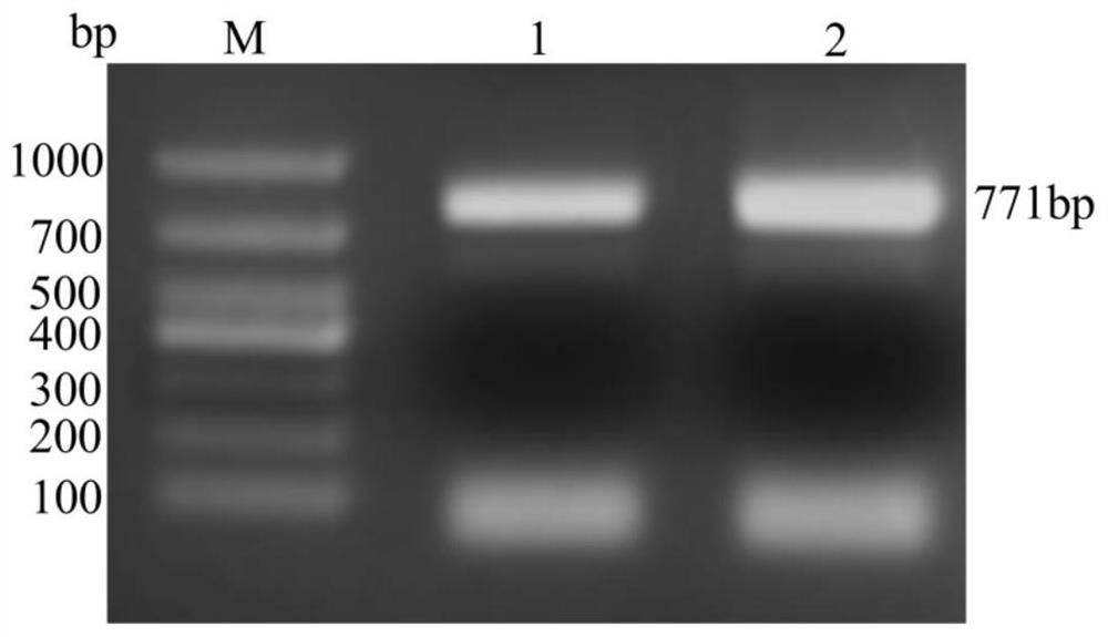 ELISA kit for detecting echinococcus granulosus infection of livestock such as dogs and sheep