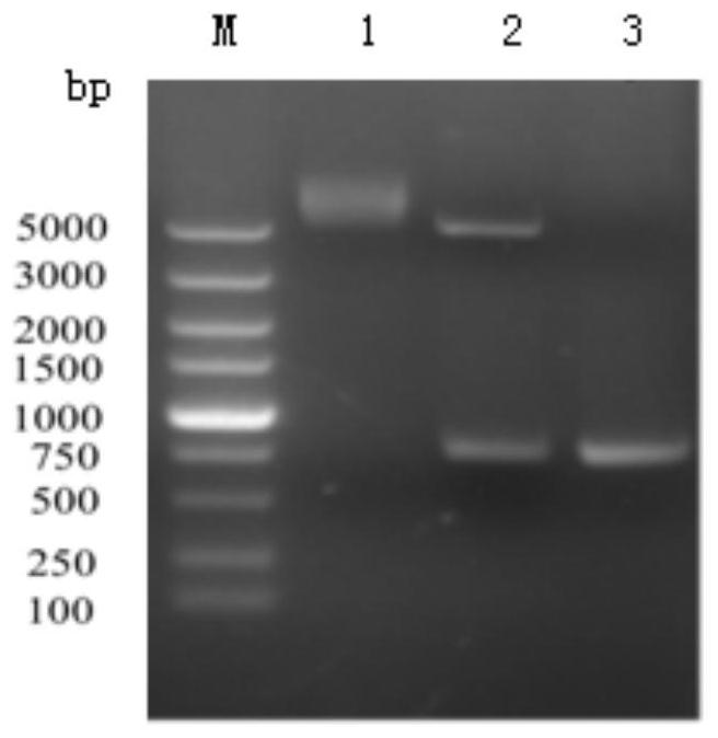 ELISA kit for detecting echinococcus granulosus infection of livestock such as dogs and sheep