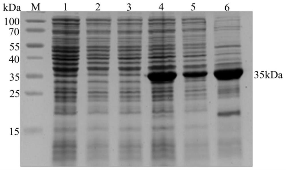 ELISA kit for detecting echinococcus granulosus infection of livestock such as dogs and sheep