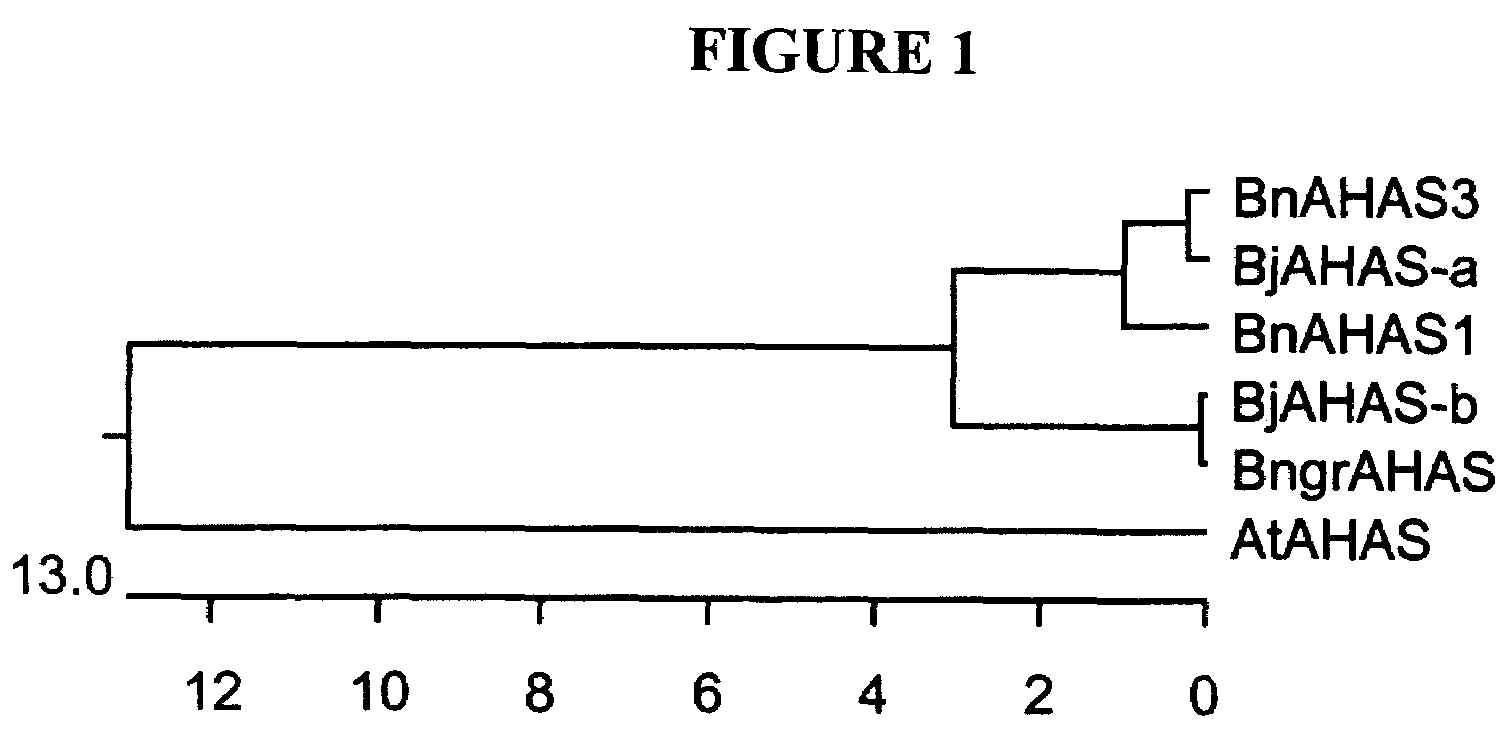 Brassica AHAS genes and gene alleles that provide resistance to imidazolinone herbicides