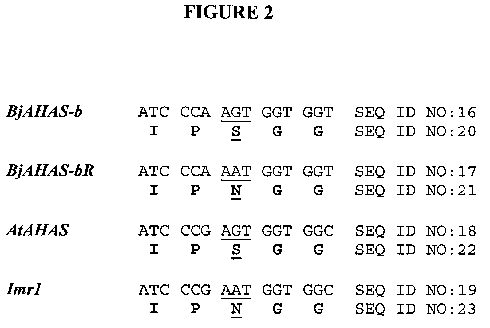 Brassica AHAS genes and gene alleles that provide resistance to imidazolinone herbicides