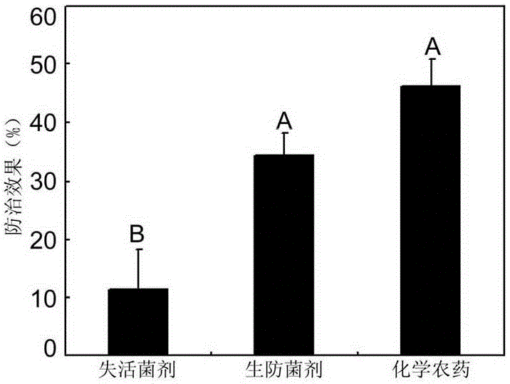 Application of LY-6 (Rhodopseudomonas palustris LY-6) biocontrol agent in control of rice blast