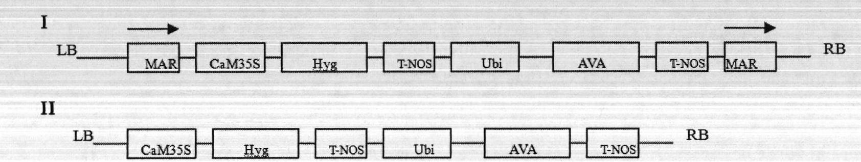 Method for agrobacterium tumefaciens-mediated genetic transformation of sugarcane