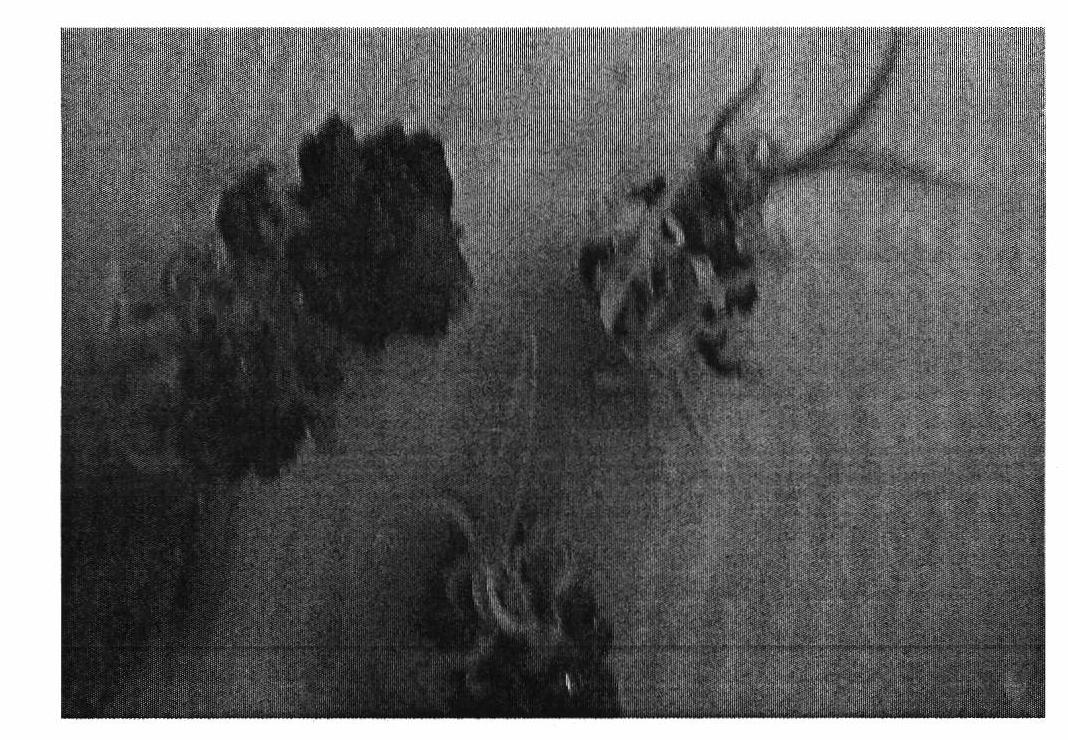 Method for agrobacterium tumefaciens-mediated genetic transformation of sugarcane