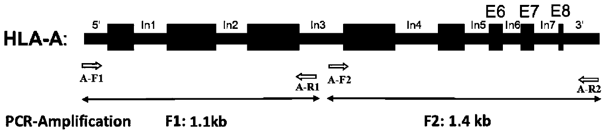 A primer set, kit and method for hla gene amplification and genotyping