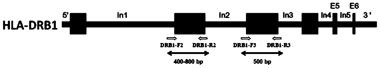 A primer set, kit and method for hla gene amplification and genotyping