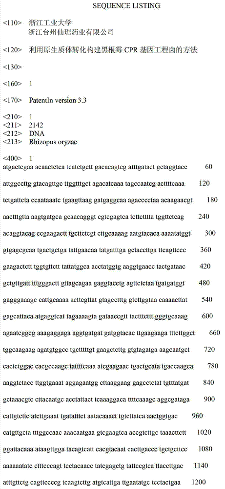 Method for constructing rhizopus nigericans CRP genetically engineered bacteria by protoplast transformation