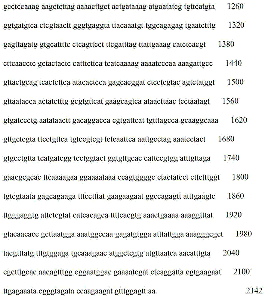 Method for constructing rhizopus nigericans CRP genetically engineered bacteria by protoplast transformation