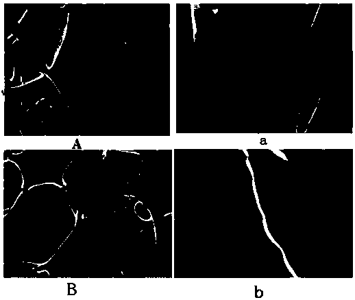 Adsorbent material for surface-coupling gelatin of polyurethane foam, preparation method and application thereof