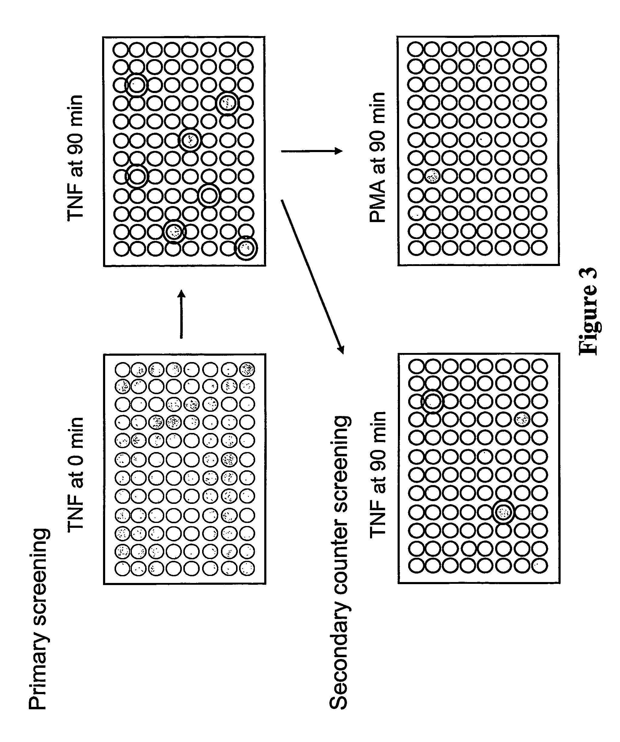 Treating an inflammatory disorder or inhibiting respiratory burst in adherent neutrophils with chemical inhibitors of neutrophil activation